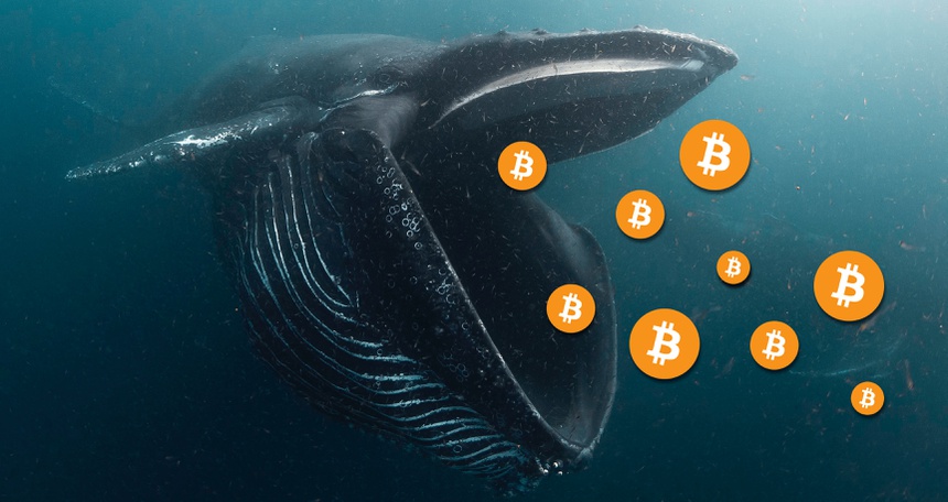 Bitcoin, BTC, cá voi Bitcoin, giao dịch crypto