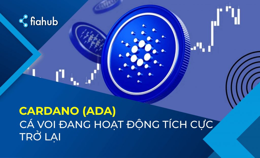 Cá voi Cardano đã quay trở lại, tăng lượng nắm giữ lên thêm 11%